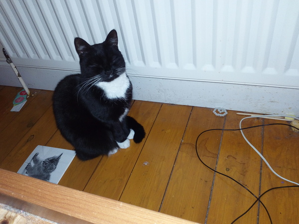 To not let my stupid cats freeze to death (lighthearted)