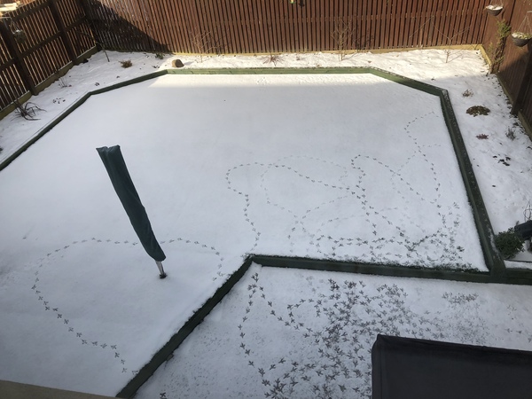 Which birds visit your garden?