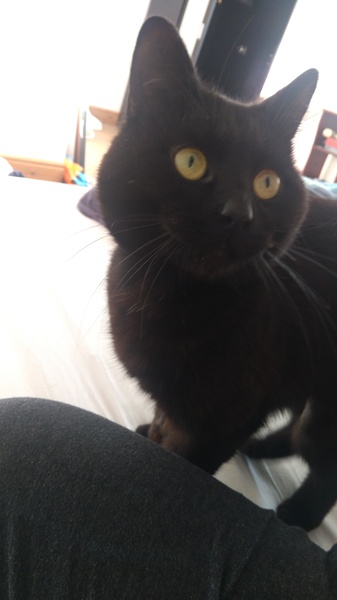 To not feed my cat today?