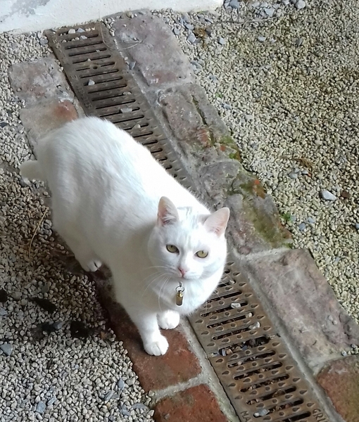 What's your DCat up to today? Episode 6, Return of the... Cats?