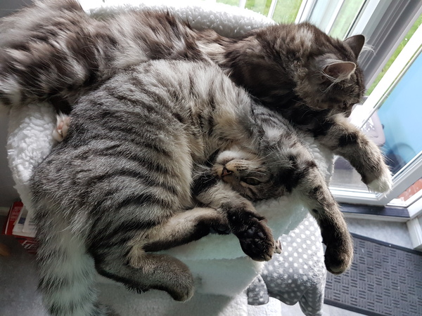 Our first cat joins us next week!