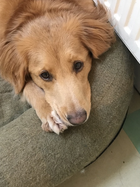 General dog chat
