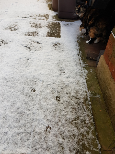 To not let my stupid cats freeze to death (lighthearted)