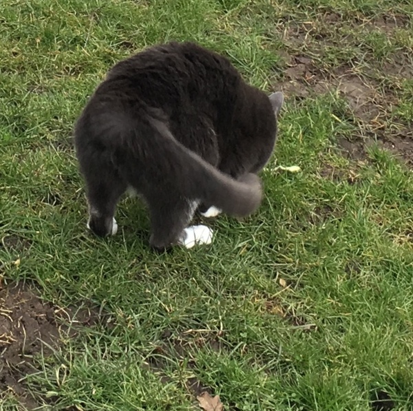Car followed us home, no collar what do we do