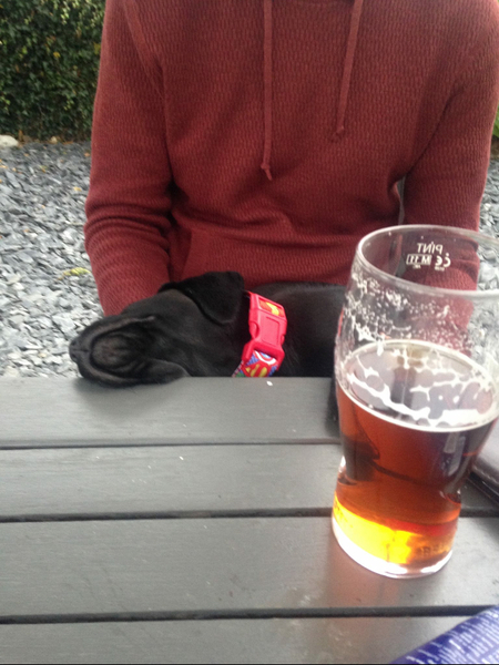 8 week old puppy in pub?
