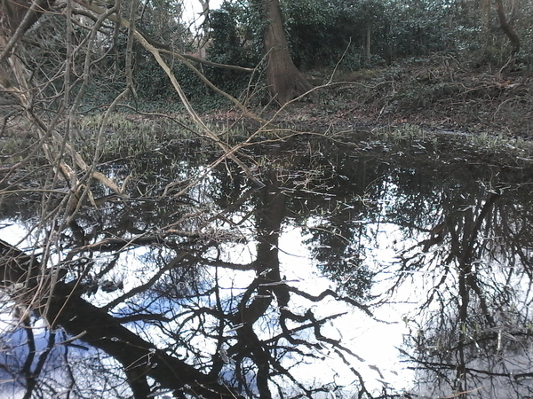 landlord wants to get rid of ancient pond