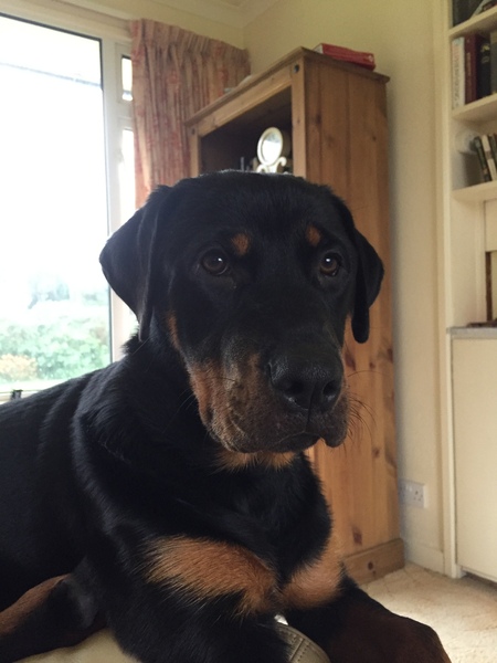 Why do people continue to get get certain breed of dogs?