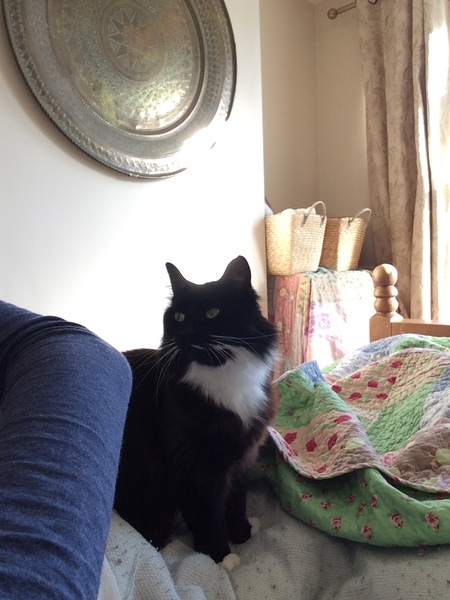 To not let my stupid cats freeze to death (lighthearted)