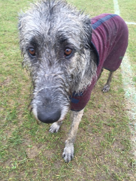 Crufts - how did it go, Wolfie?!