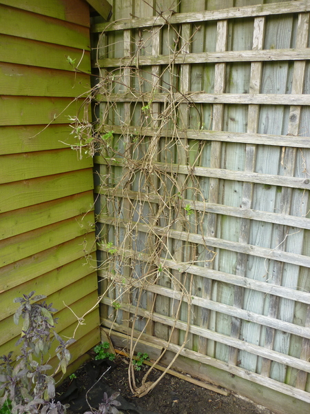 when to prune this clematis?