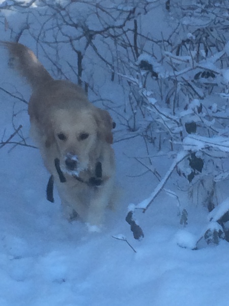 Snow watch part 4 - March is supposed to be spring right?