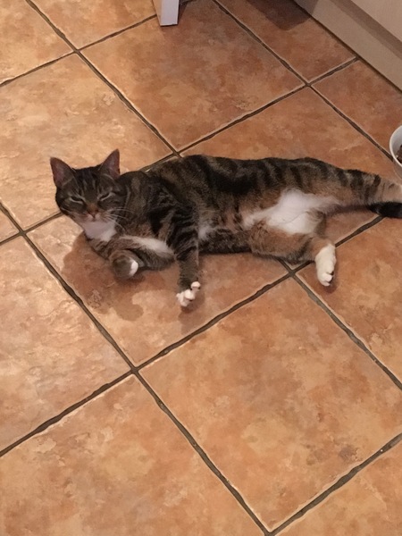 New cat/mistress arrived this evening ...