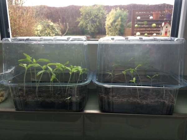 Allotment/Veg patch thread 11 'We bid  farewell to rainbow leaves but will keep plotting along'