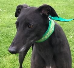 How do you decide what to feed your dog? Share with tails.com – £300 voucher to be won NOW CLOSED