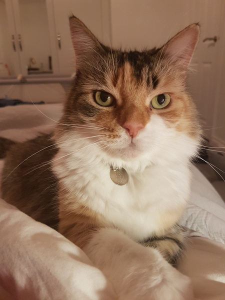 Cat messing everywhere