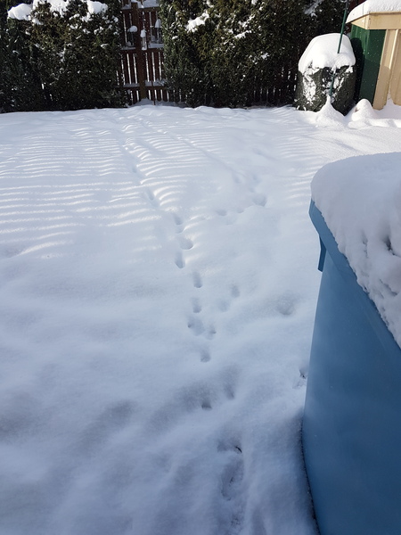 To not let my stupid cats freeze to death (lighthearted)