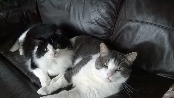 19 cats. Anyone else got this many?