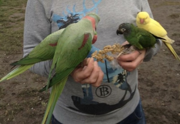 ...to have fallen in love with parakeets