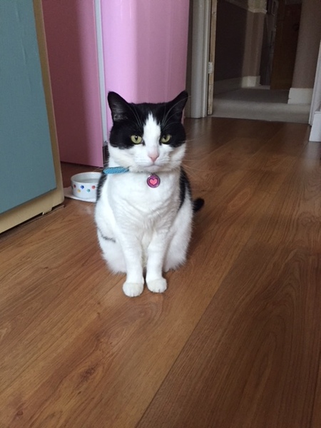 Cat growling, hissing and out of sorts