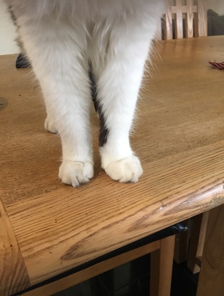My cats leg (picture included)