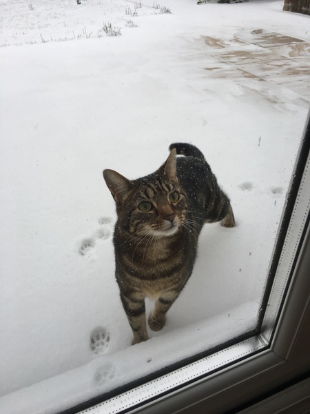 To not let my stupid cats freeze to death (lighthearted)