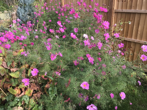 Cosmos flowering already