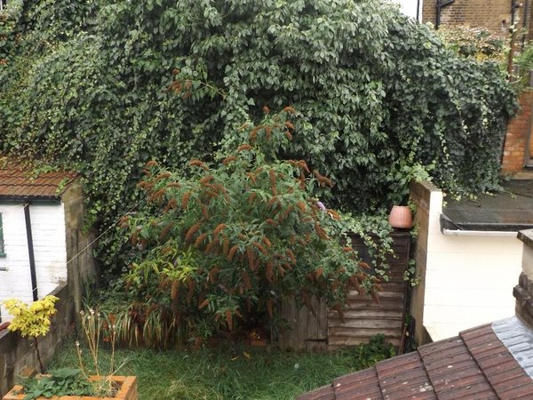 Please show me your small terrace house garden