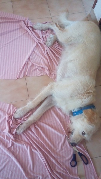 Tips for helping a rescue dog to feel at home