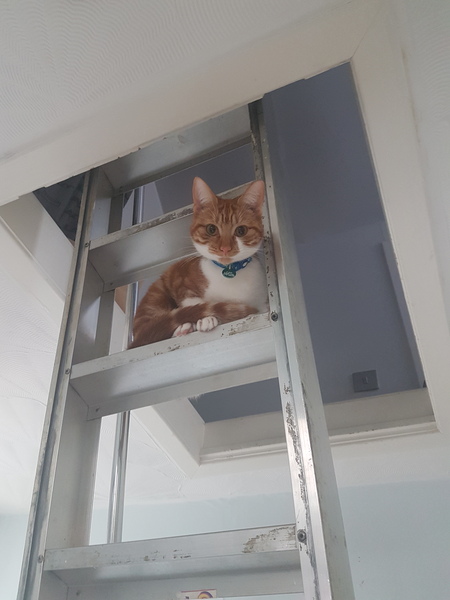 What's your DCat up to today? Episode 6, Return of the... Cats?