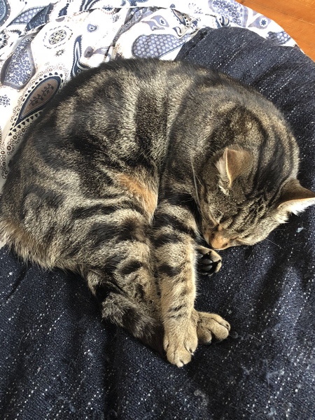 To not let my stupid cats freeze to death (lighthearted)
