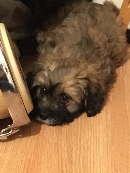 Puppy name?!