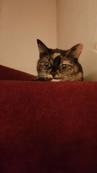 Not a mum but would love to make friends London, SW London, Kent