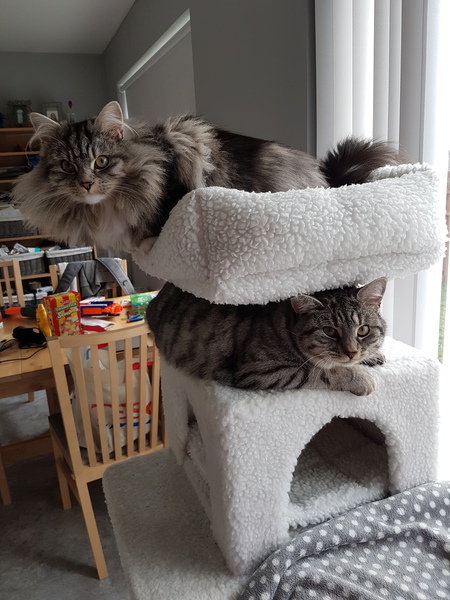 Our first cat joins us next week!