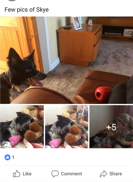 Please help me find my old dog