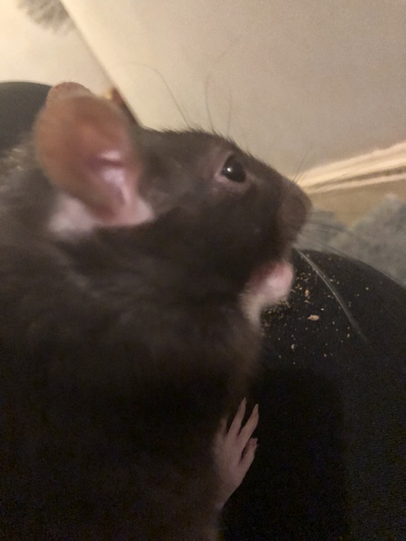 To think that a couple of rats