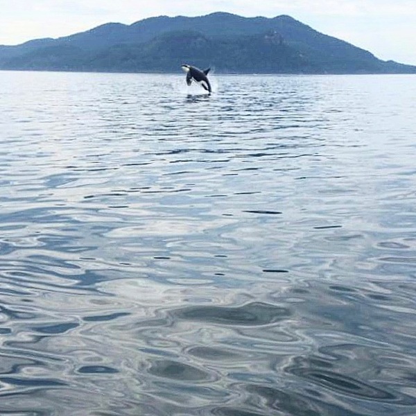 Vancouver whale watching