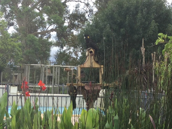 Which birds visit your garden?