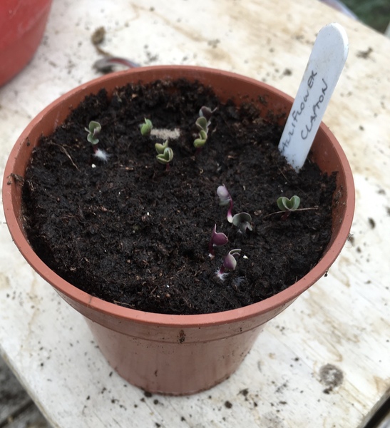 Allotment/Veg patch thread 11 'We bid  farewell to rainbow leaves but will keep plotting along'