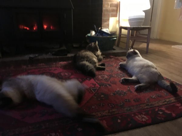 19 cats. Anyone else got this many?
