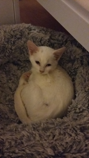 Best way to get cat to gain weight?