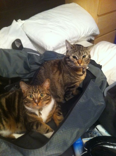 To not let my stupid cats freeze to death (lighthearted)