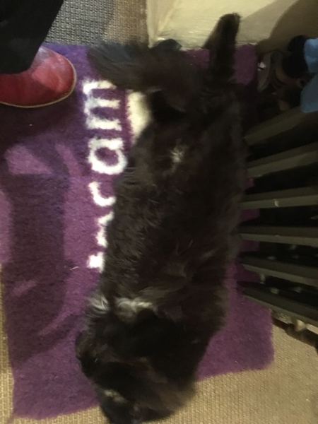 To not let my stupid cats freeze to death (lighthearted)