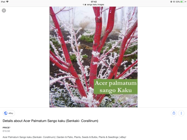 Help me buy a pretty tree that won't die