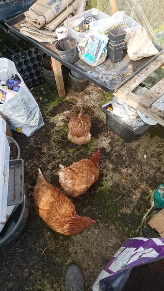 March Frugaleers continued. In which we report spends, share money saving advice, chat about pretty much everything and post pet pics.