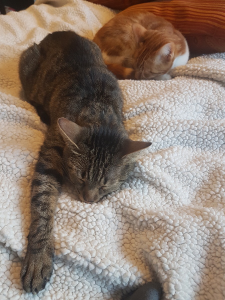 What's your DCat up to today? Episode 6, Return of the... Cats?