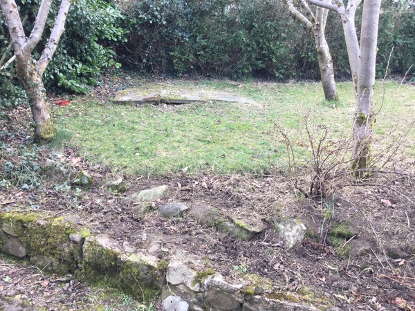 Ground cover for shaded, damp, thin soil area?