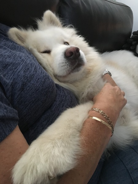 Why do people continue to get get certain breed of dogs?