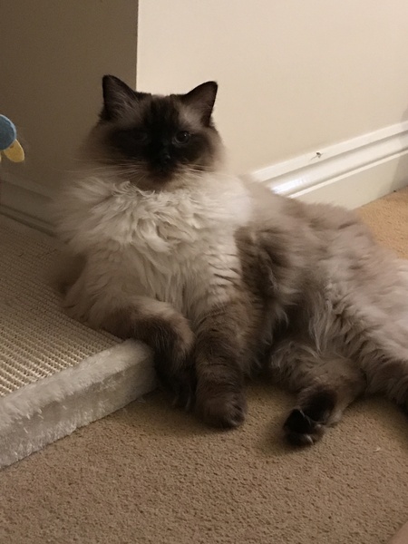 To not feed my cat today?