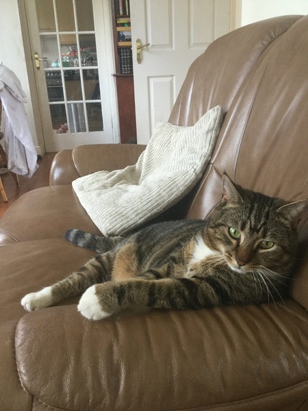 What's your DCat up to today? Episode 6, Return of the... Cats?