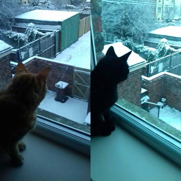 To not let my stupid cats freeze to death (lighthearted)